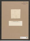 Diatomeae indet. Zeichnungen Sammlung Grunow Nr. 1447 (NHMW-BOT-W0368438)